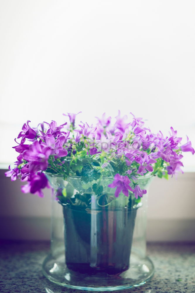 Similar – Image, Stock Photo setting flowers Lifestyle