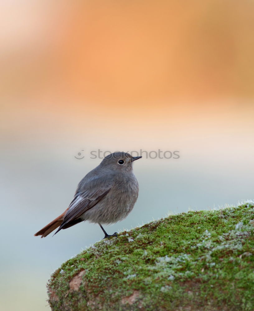 Similar – crested tit perched on small twig