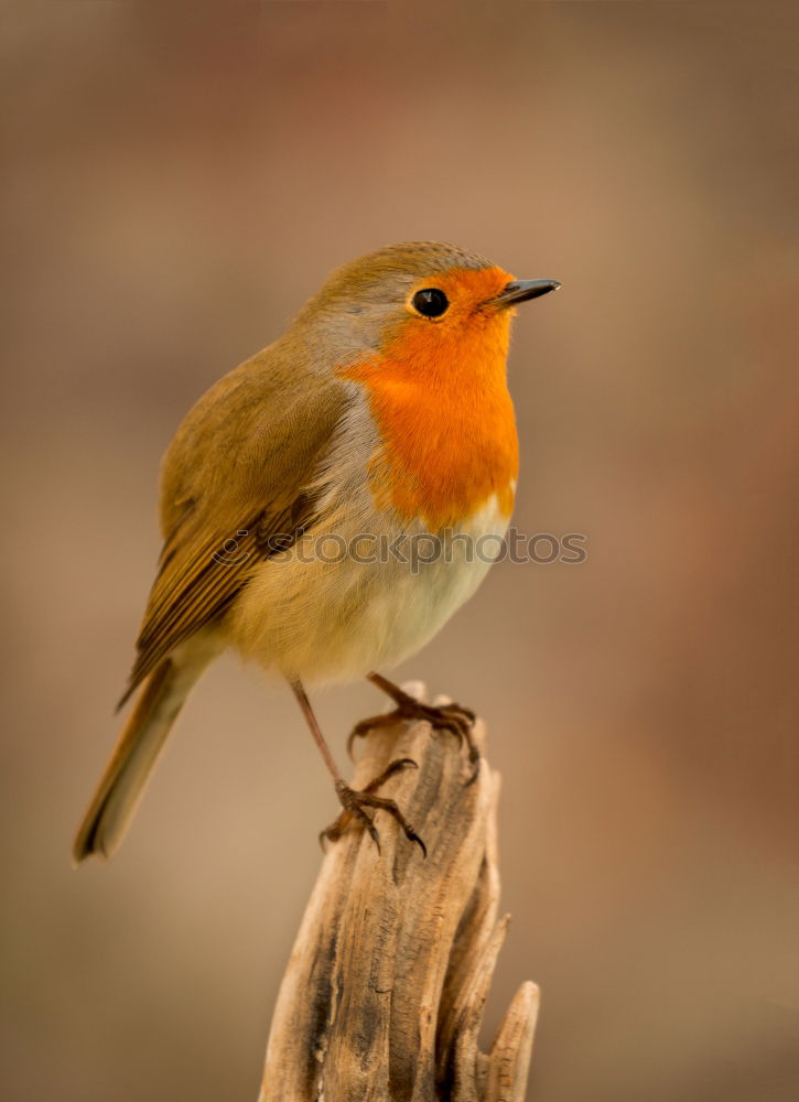 Similar – Image, Stock Photo robin Animal Bird 1