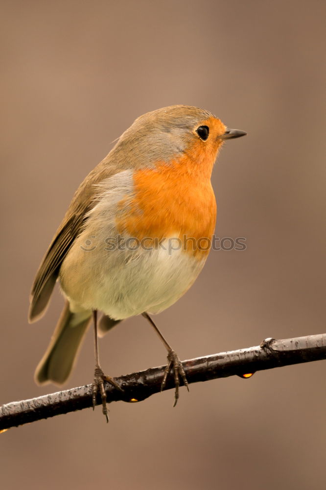 Similar – Image, Stock Photo Redthroat Portrait Nature