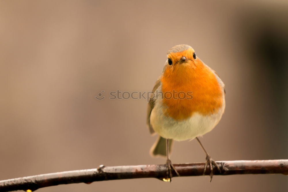 Similar – Robin #2 Nature Animal