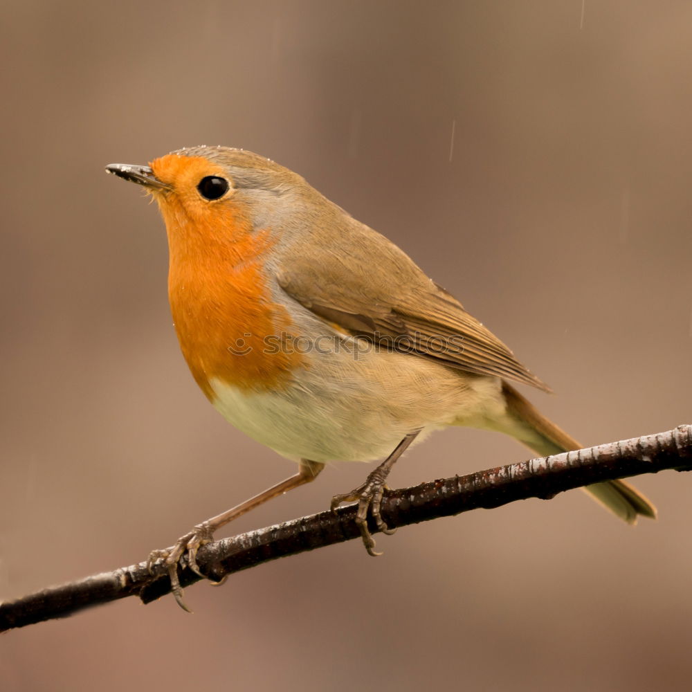 Similar – Round robin Nature Animal