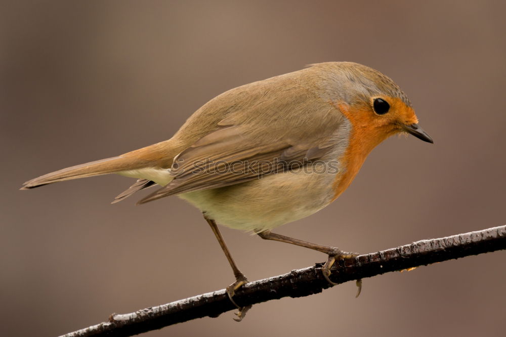 Similar – Round robin Nature Animal