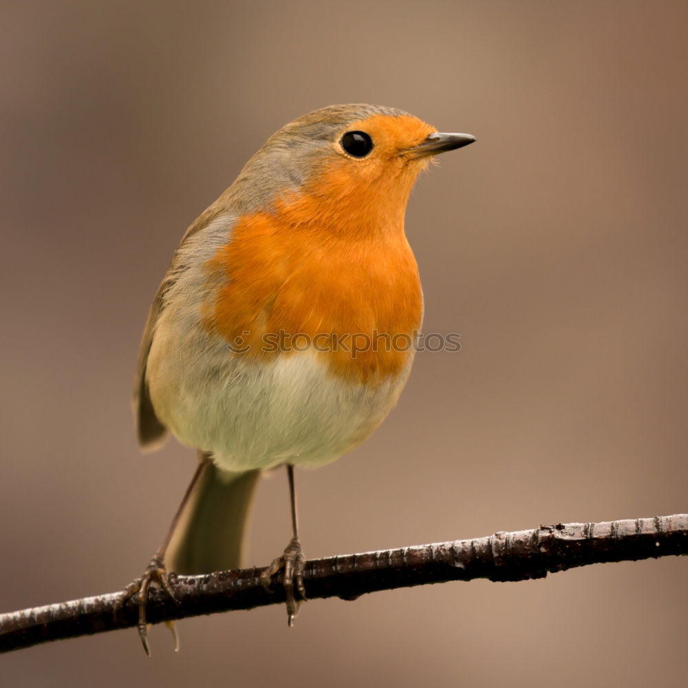 Similar – robin Animal Wild animal