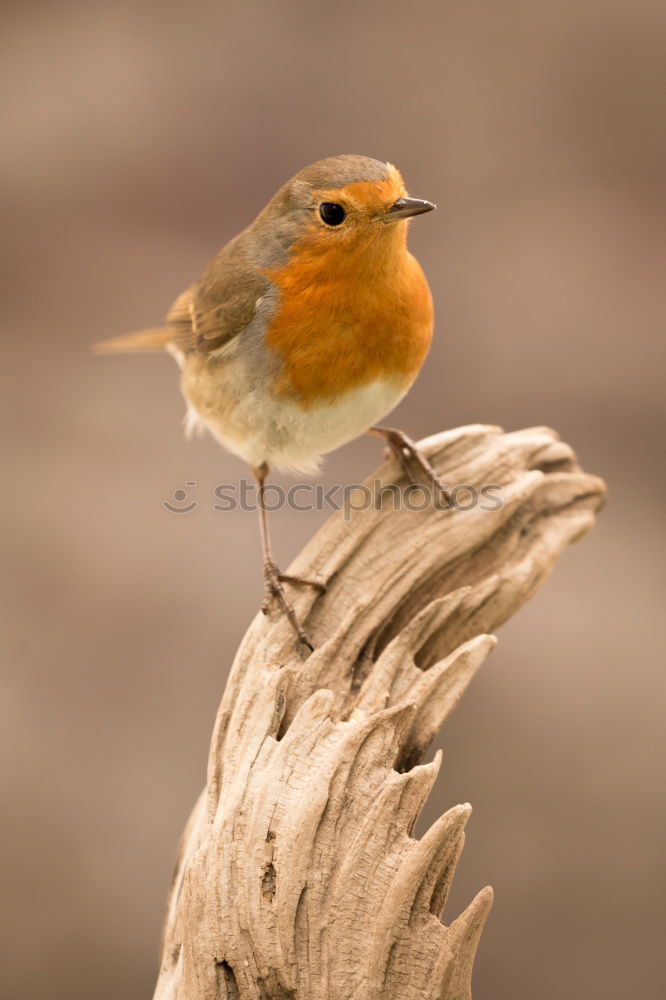 Similar – Robin (Erithacus rubecula)