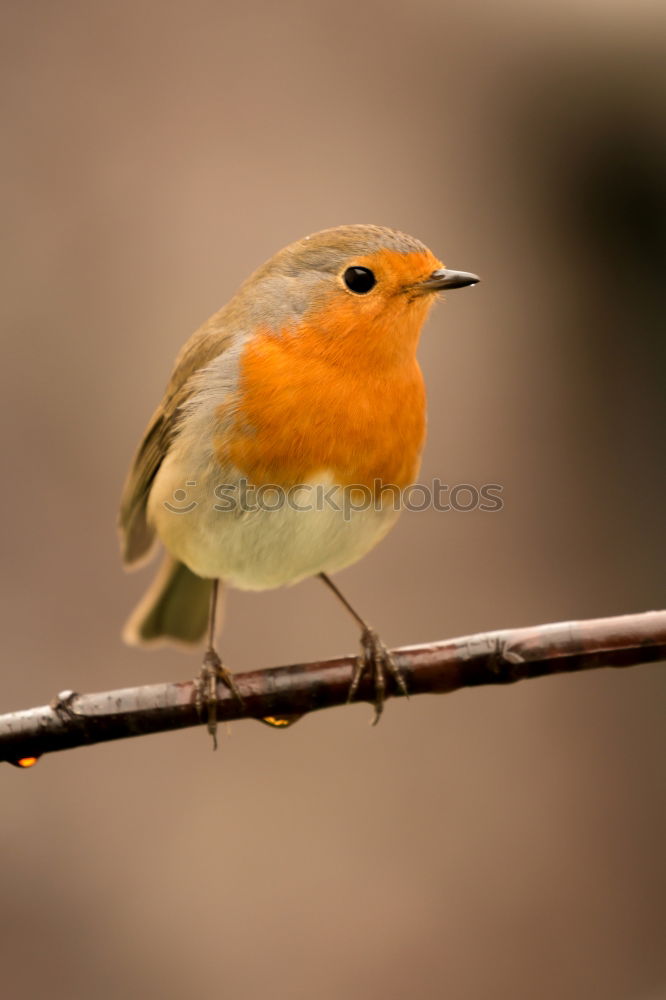 Similar – Image, Stock Photo robin Animal Bird 1