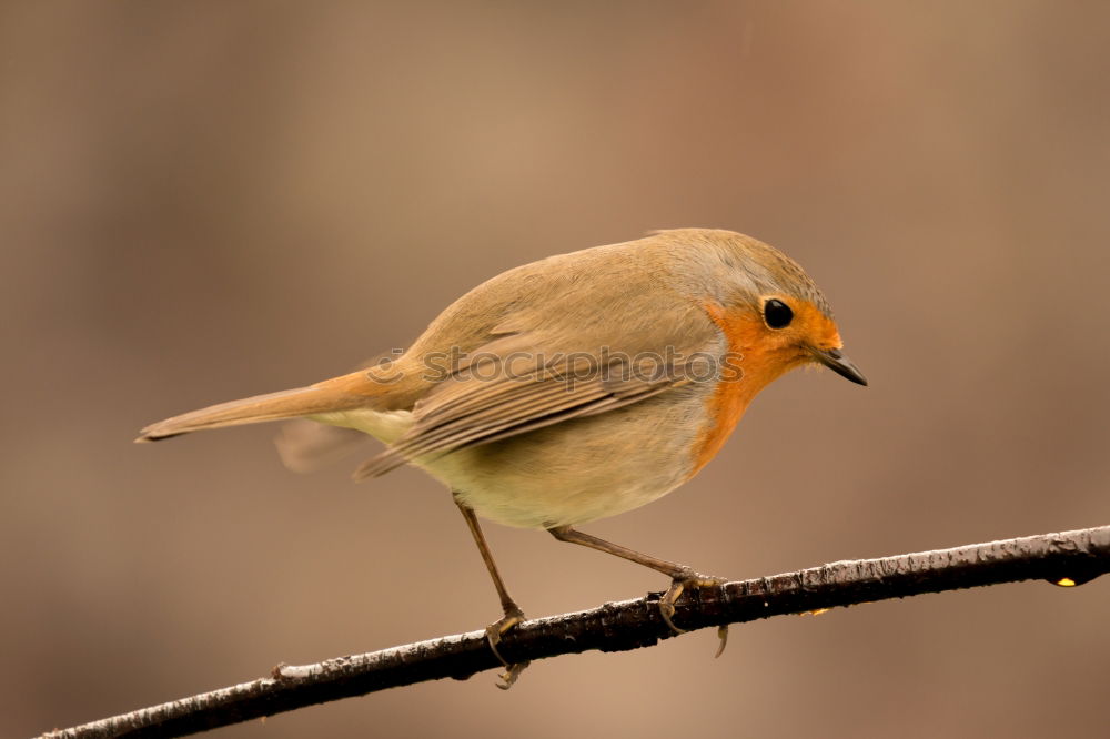 Similar – Round robin Nature Animal