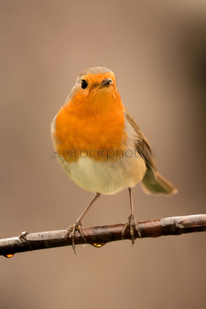 Similar – Image, Stock Photo small bird with a orange feathers