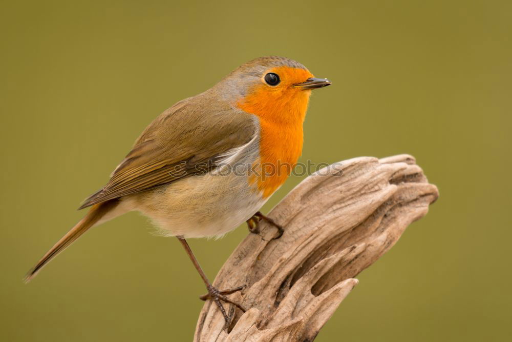 Similar – Image, Stock Photo European robin Life Garden