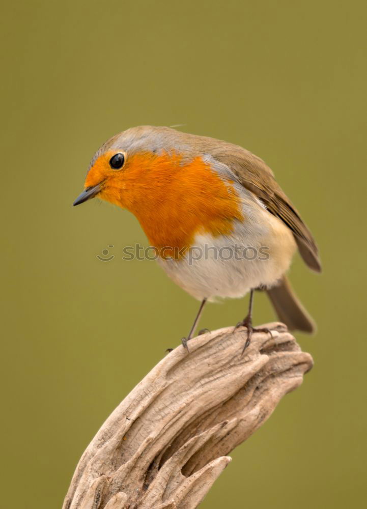 Similar – Image, Stock Photo European robin Life Garden