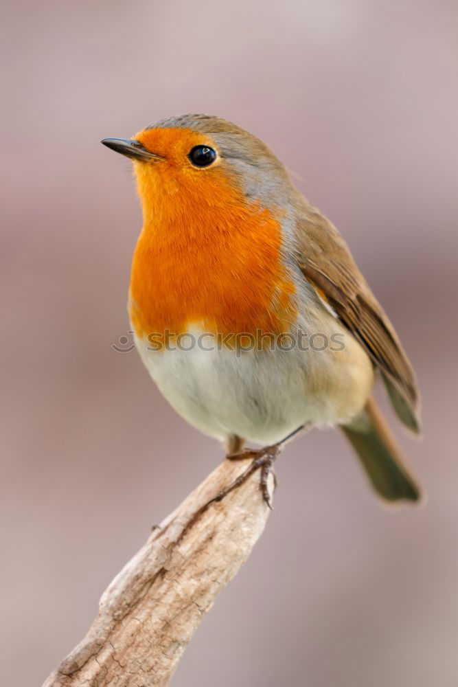 Similar – Robin #2 Nature Animal