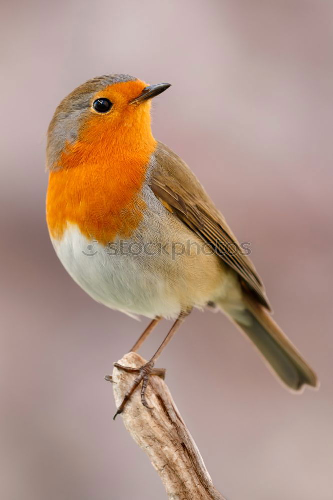 Similar – Image, Stock Photo Redthroat Portrait Nature