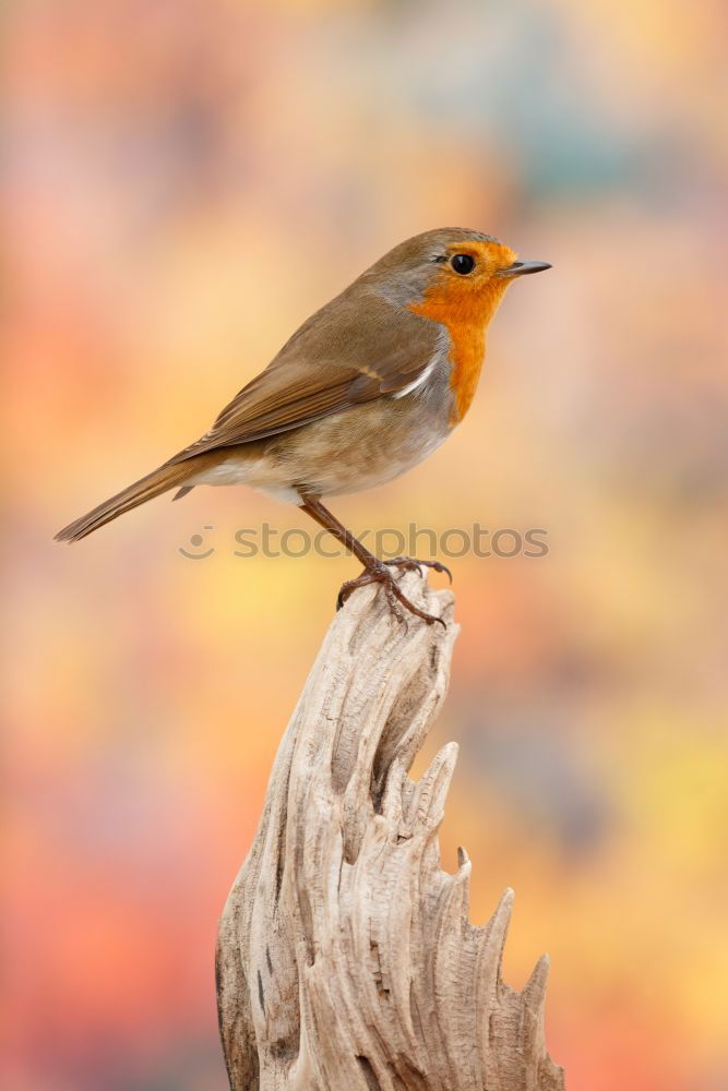 Similar – Robin #2 Nature Animal