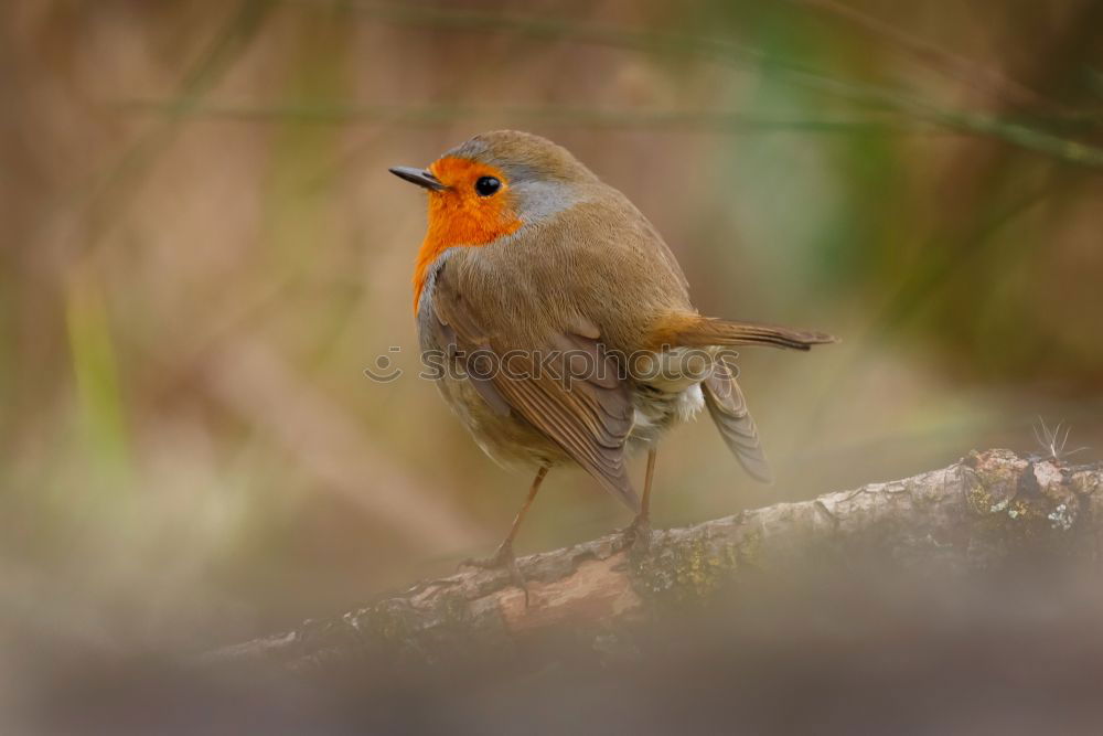 Similar – robin Animal Wild animal