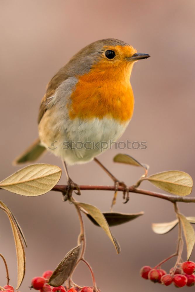 Similar – Round robin Nature Animal