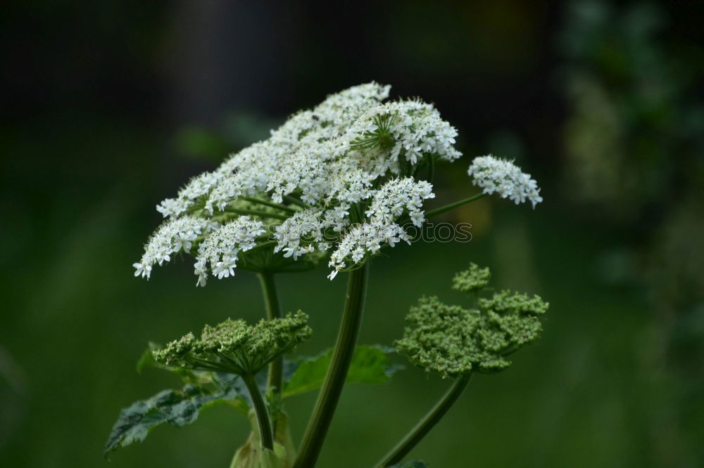 Similar – Morgentau Leben Duft Natur