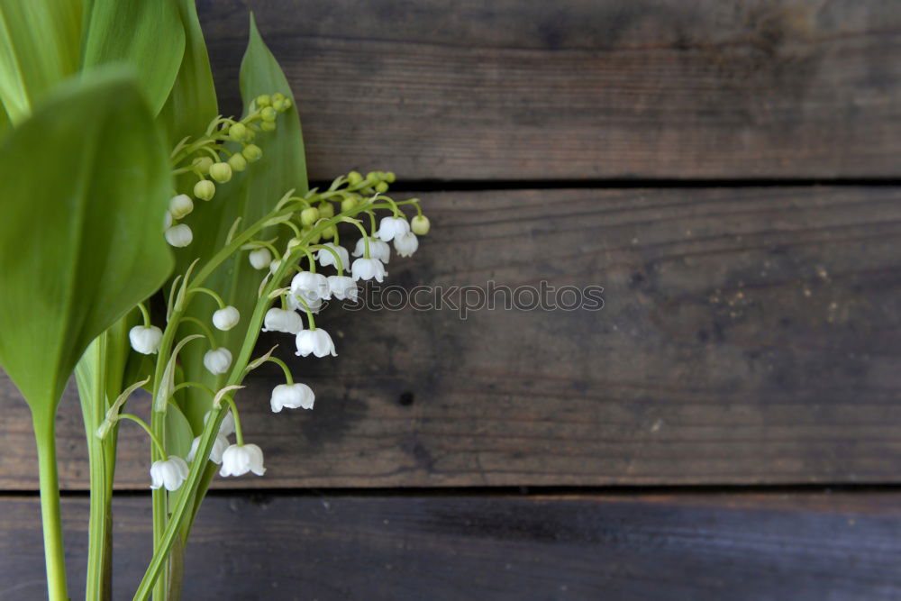 Similar – bouquet of white lilies of the valley