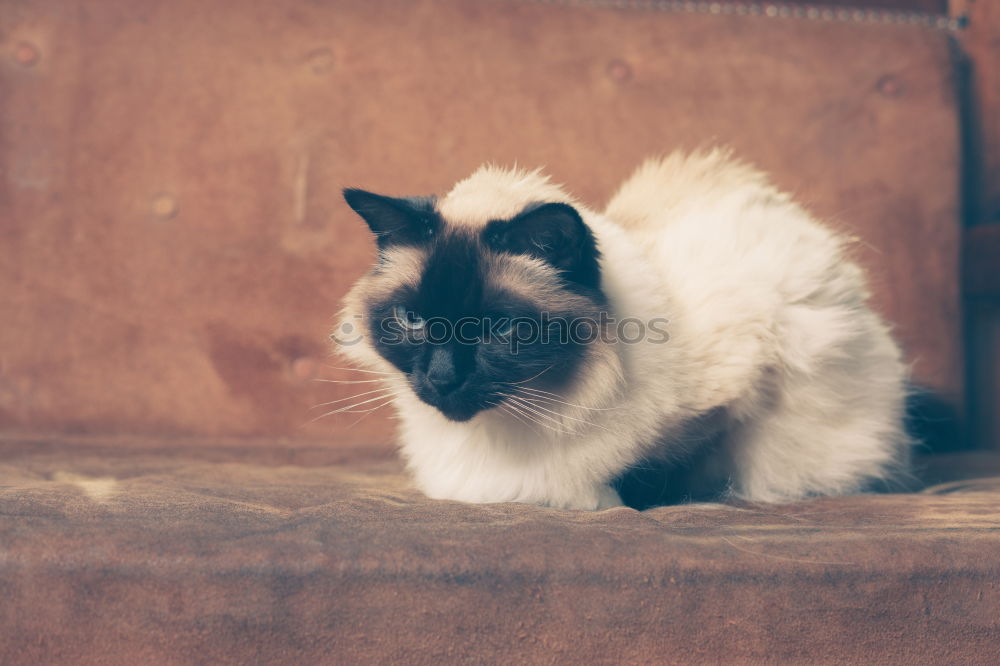 Similar – Image, Stock Photo Beautiful alley kitty