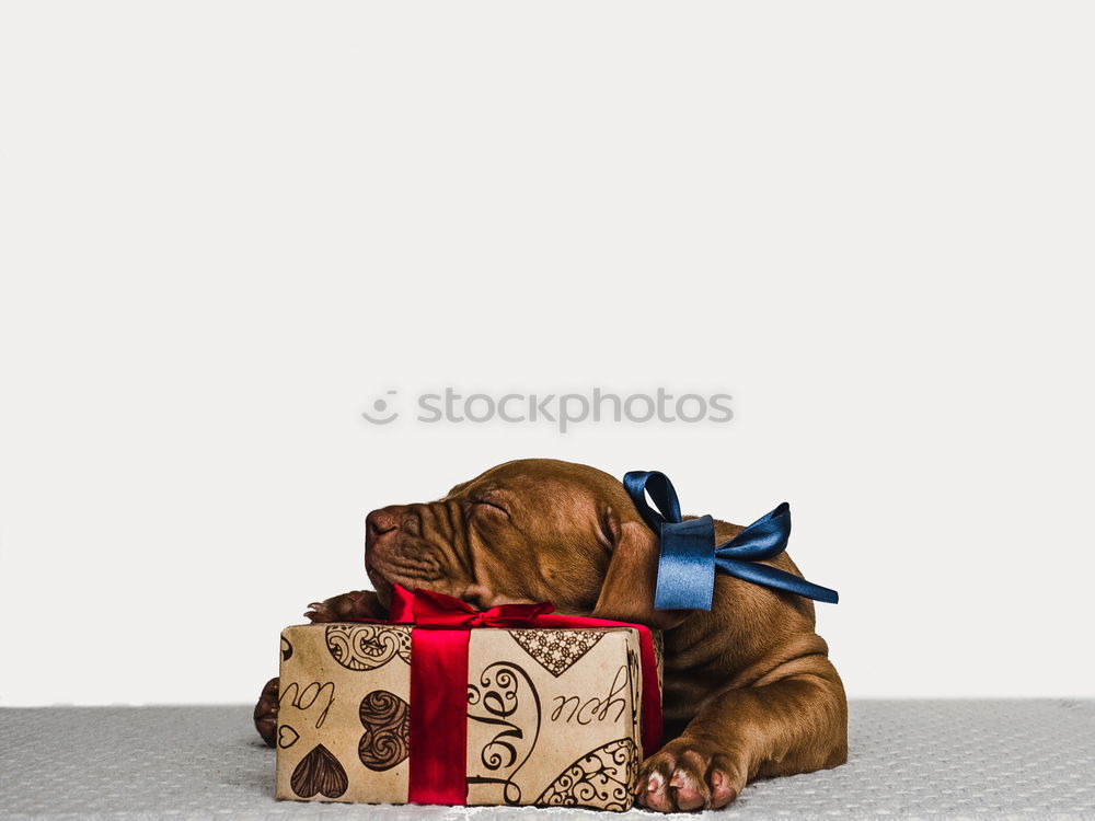 Similar – Image, Stock Photo Little Christmas Dog