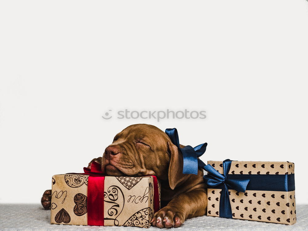 Similar – Image, Stock Photo Little Christmas Dog