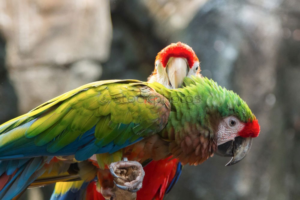 Similar – papagalli Parrots Bird