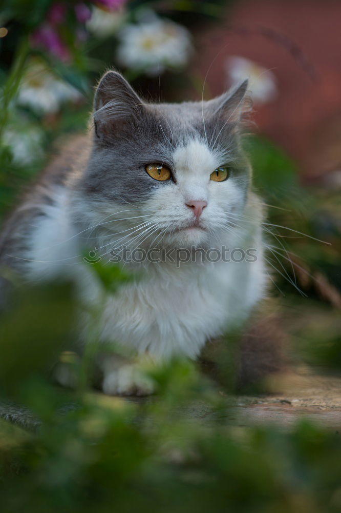 Similar – Image, Stock Photo flower cat Garden Plant