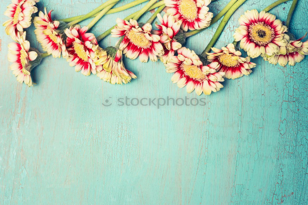 Beautiful flowers on turquoise background .