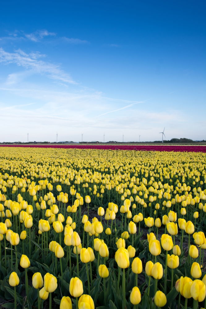 Similar – Image, Stock Photo Happy Easter Nature Sky