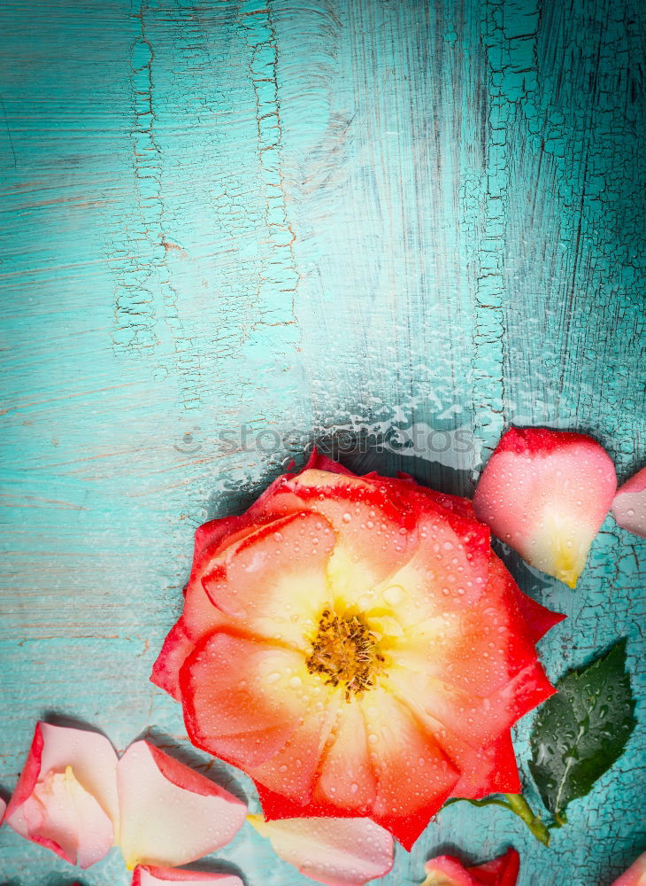 Similar – Image, Stock Photo Pink flower on turquoise Shabby Chic background