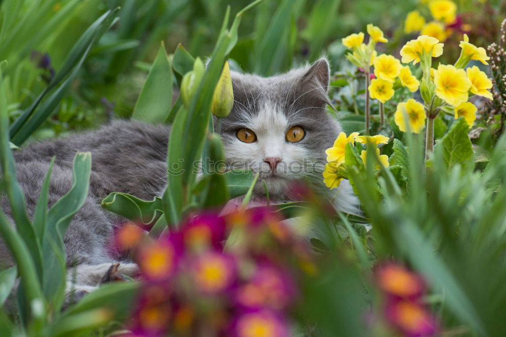 Similar – Katze versteckt in gelben Pflanzen