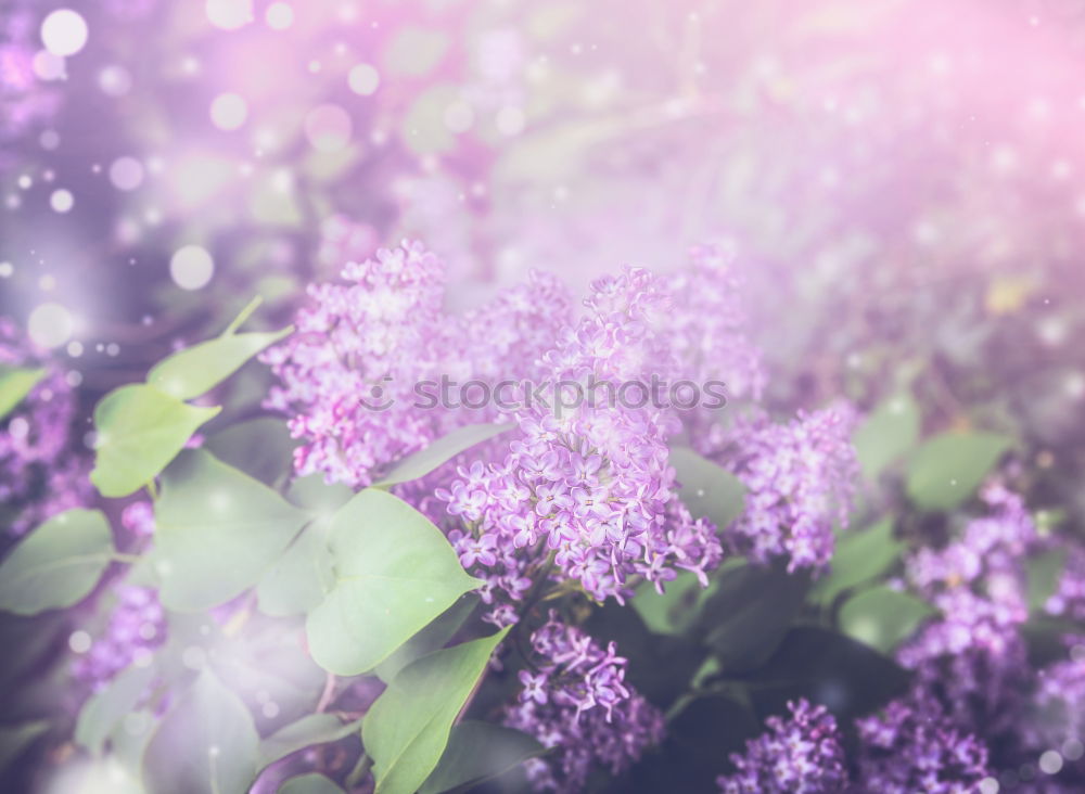 Similar – Image, Stock Photo lilac Lilac Violet