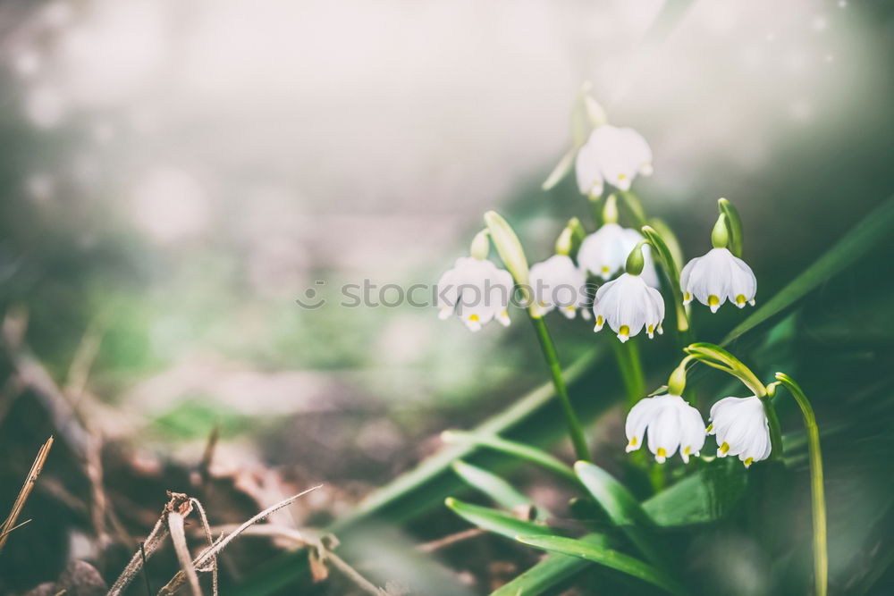 Similar – Image, Stock Photo Snowdrops in the garden