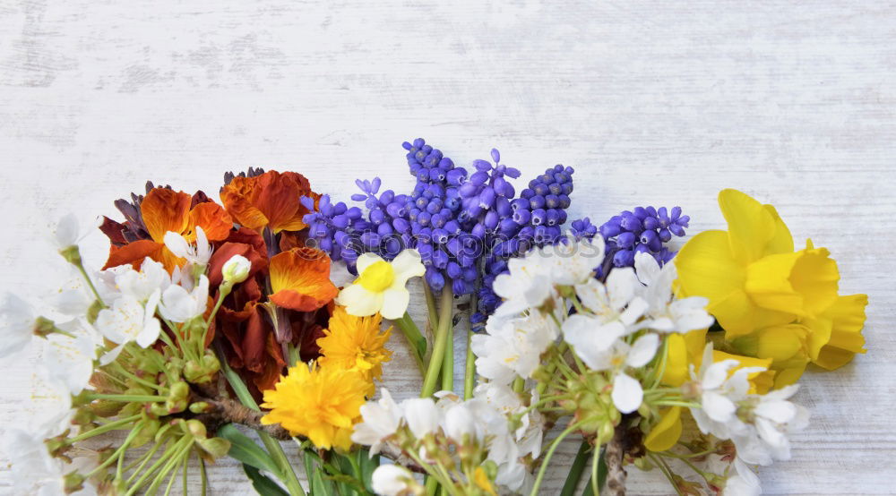 Similar – Image, Stock Photo Young Zucchini With Flowers