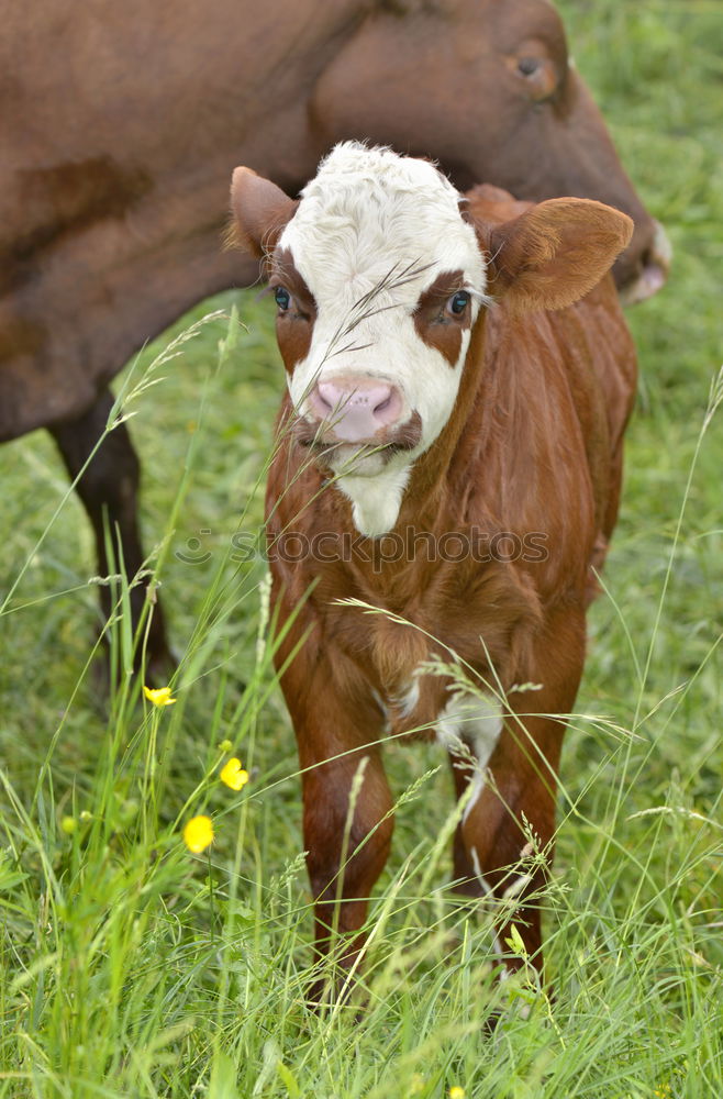 Similar – longhorn Animal