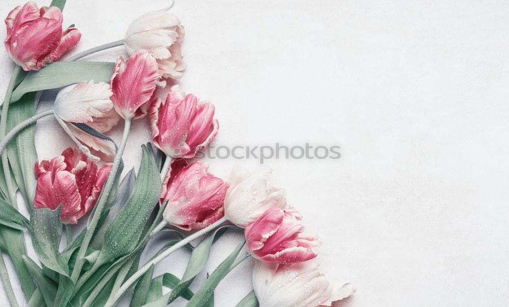 Similar – Red tulips background, top view. Festive spring flowers. Floral composing. Springtime holiday and greeting concept. Copy space for your design