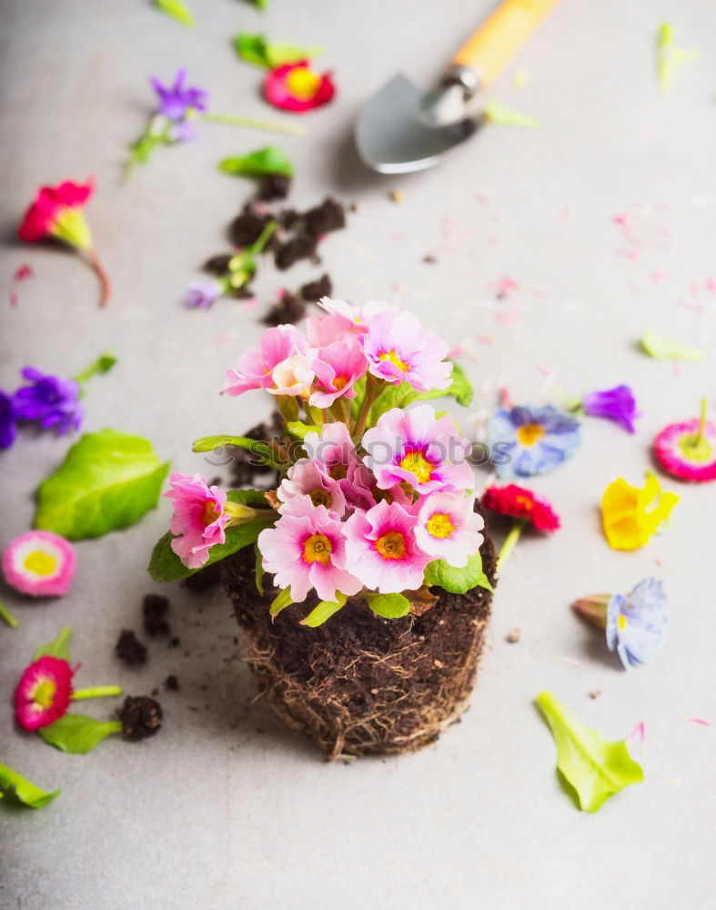 Similar – Image, Stock Photo white etagere with chocolate cake muffin and its preparation