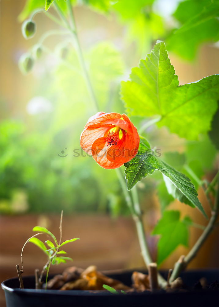 Similar – Ranunculus flowerpots