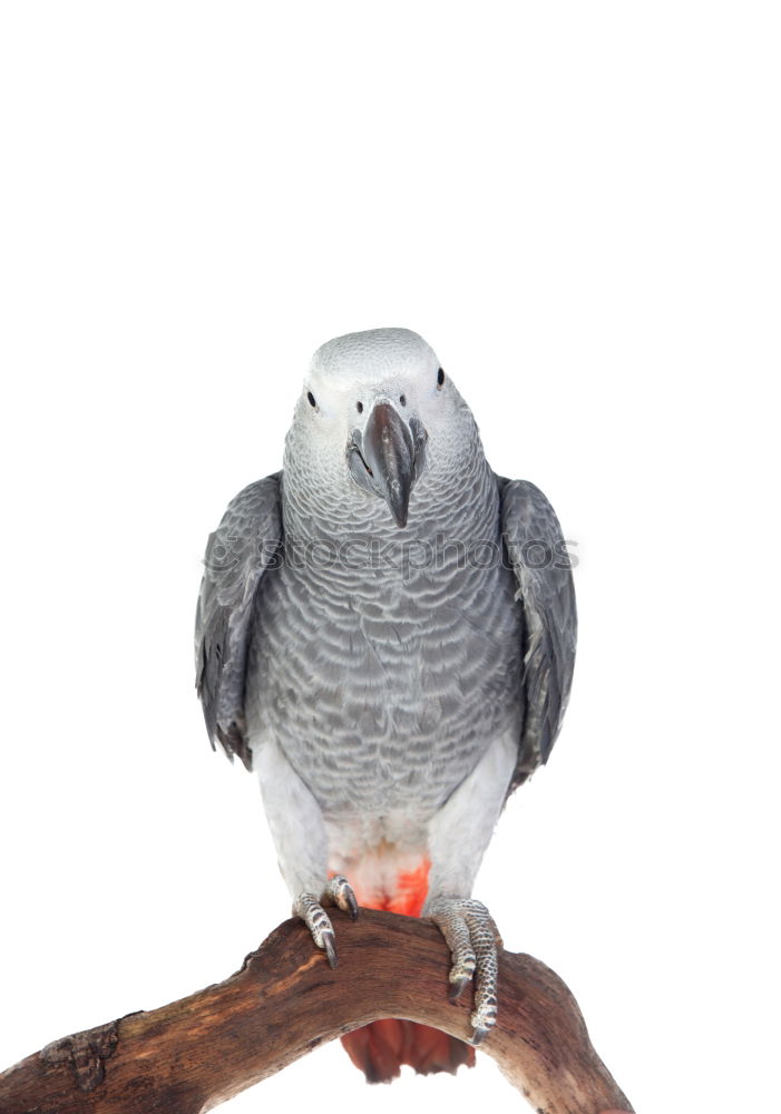 Similar – Image, Stock Photo Common Swift Summer Hand