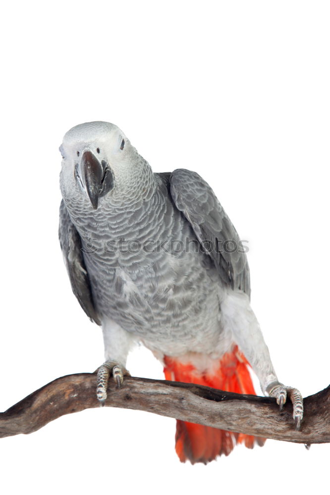 Similar – Image, Stock Photo Common Swift Summer Hand