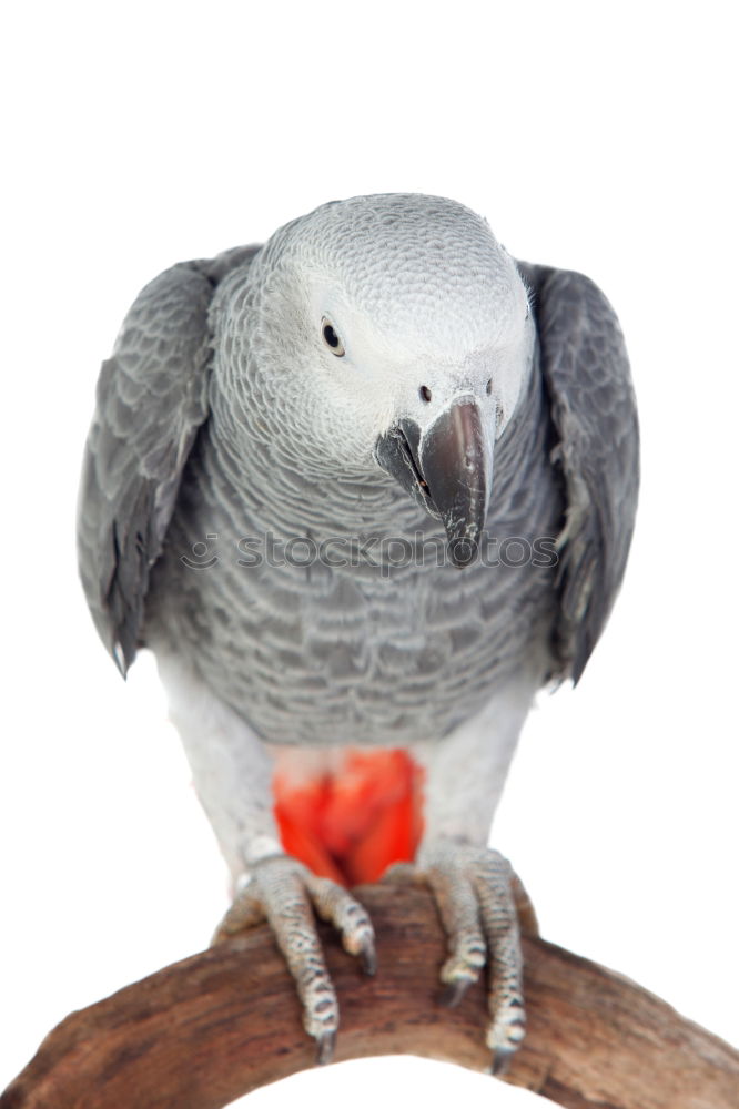 Similar – Image, Stock Photo Common Swift Summer Hand