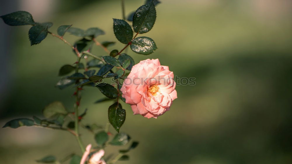 Similar – Mohnblume im Kornfeld Feld