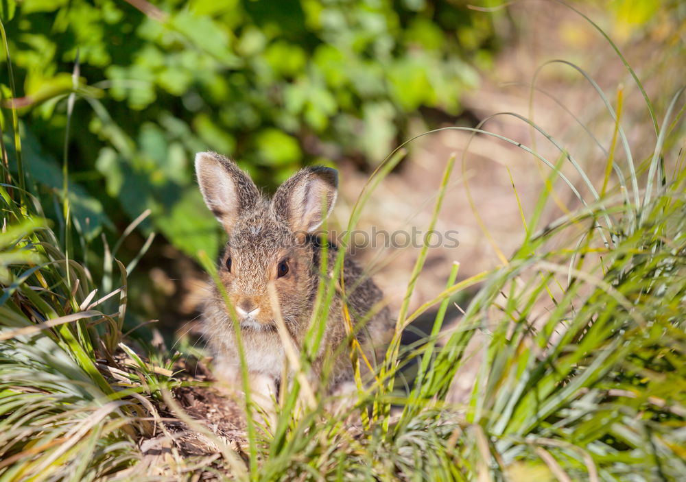 Similar – eye contact