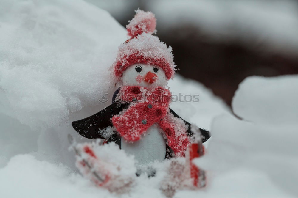 Similar – Image, Stock Photo Teddy Per in Iceland (2)