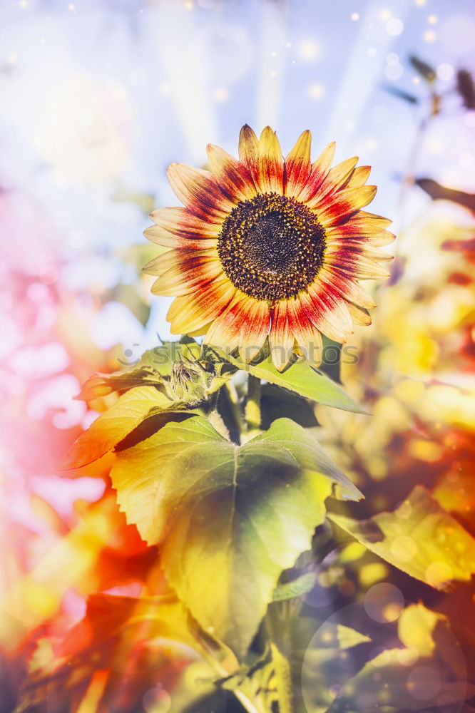 Similar – Image, Stock Photo Red Gerbera Flower