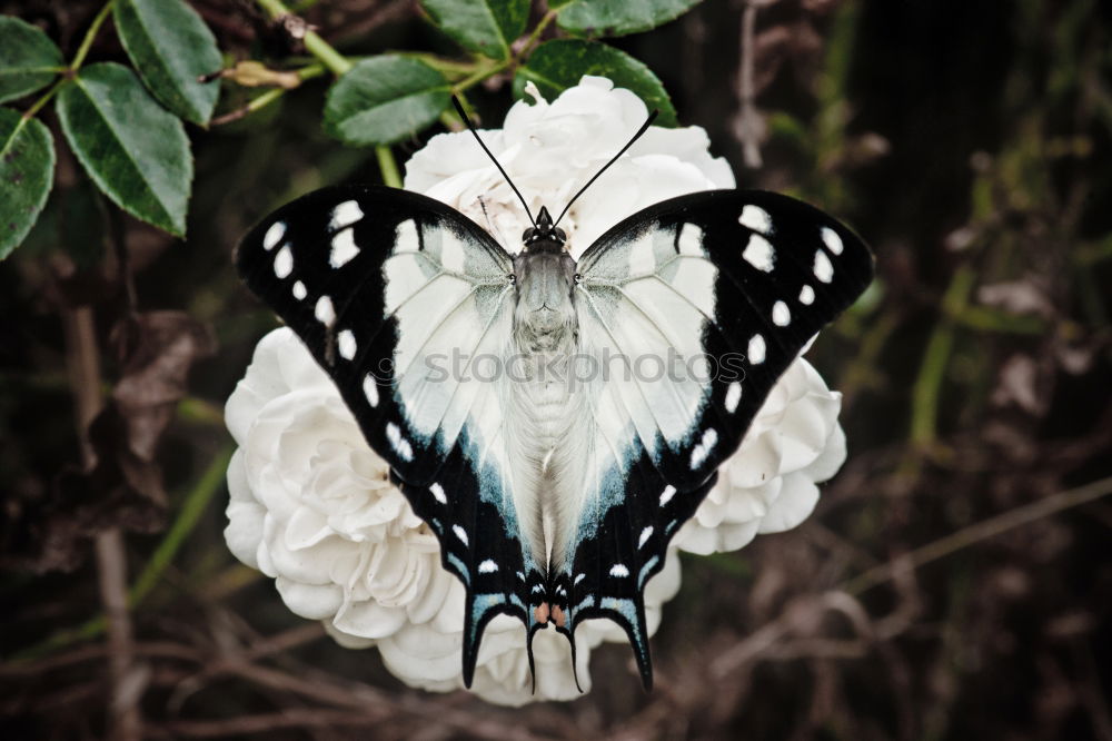 Similar – White Peacock Anartia Jatrophae