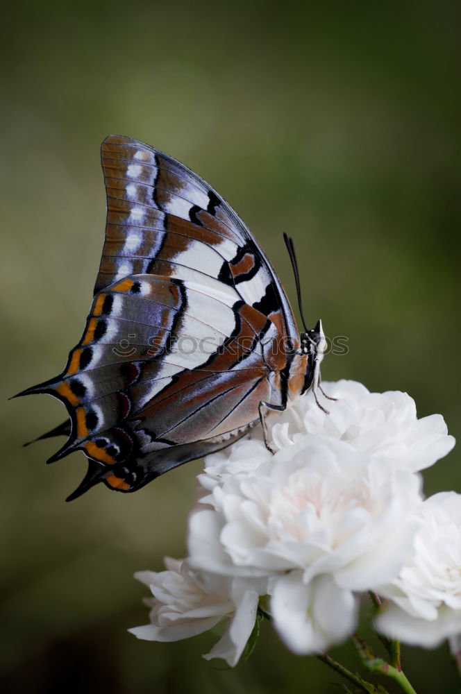 Similar – Image, Stock Photo Yes, Mr. Admiral! Nature