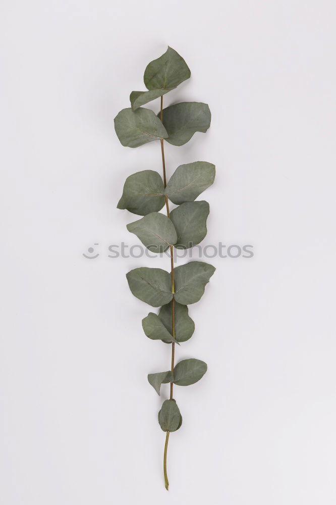 Similar – Image, Stock Photo herbarium Elegant Style