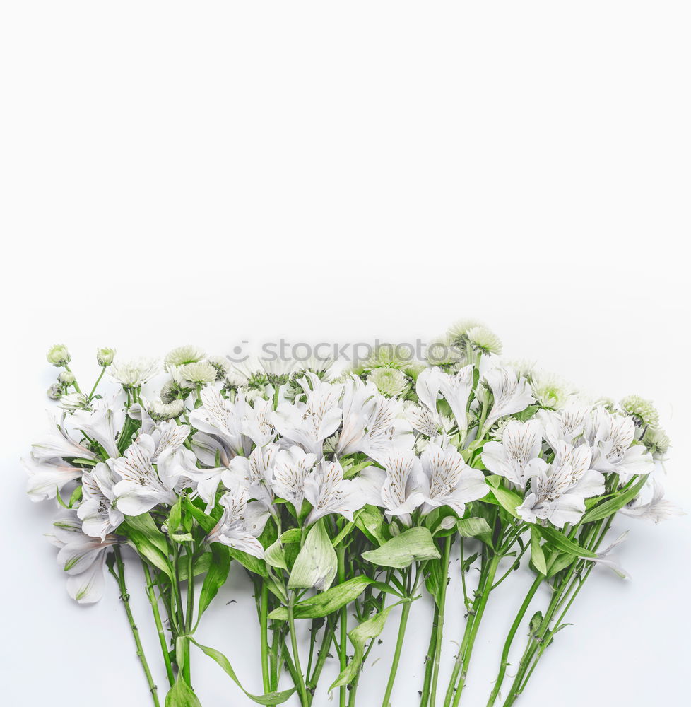 Similar – Allium isolated on white background