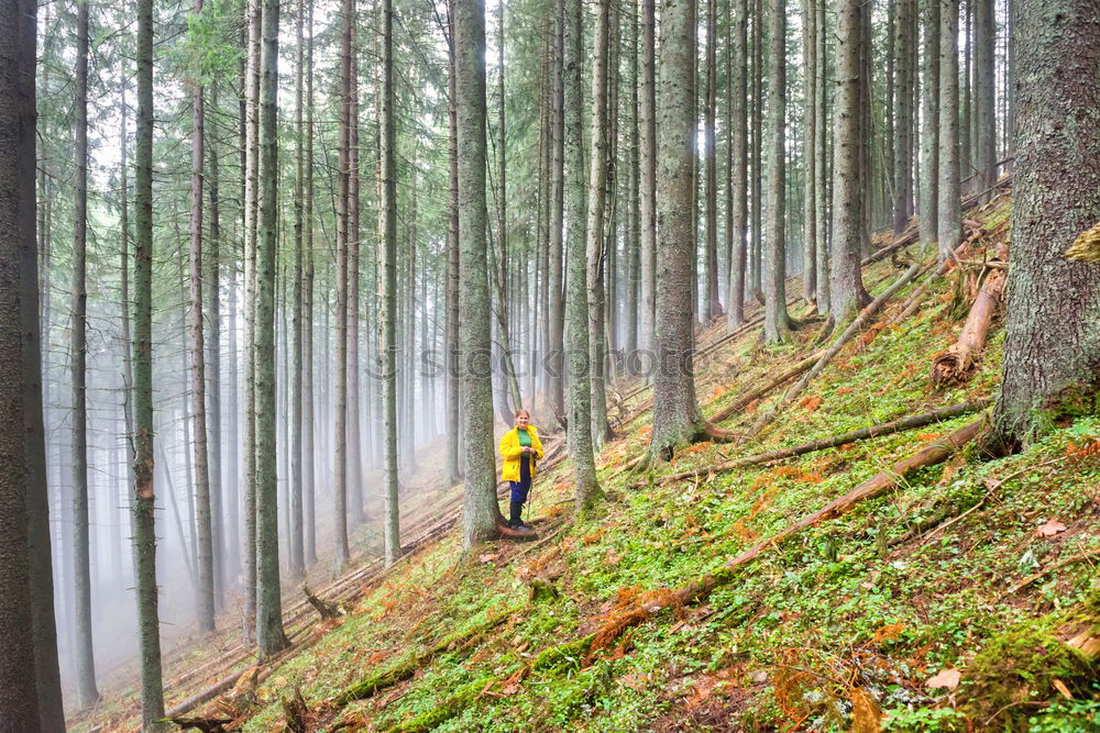 Image, Stock Photo Pretty woman in forest