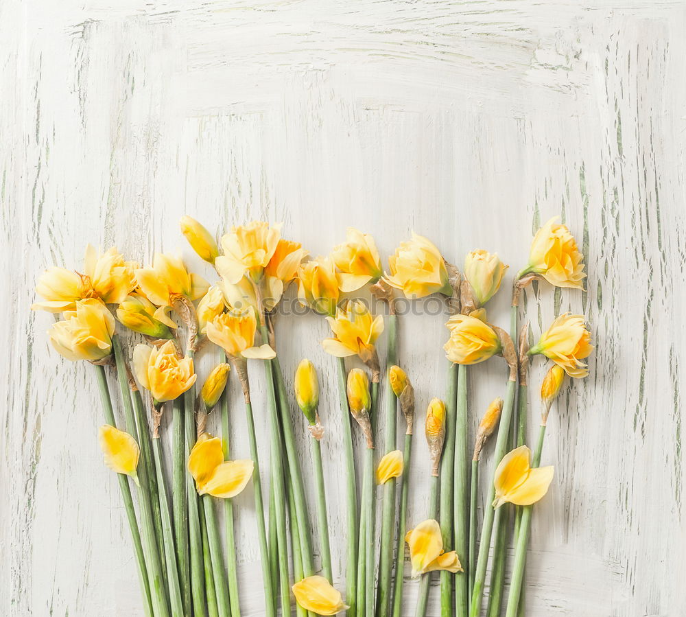 Similar – Daffodil flowers